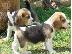 PoulaTo: Κουτάβια Beagle
